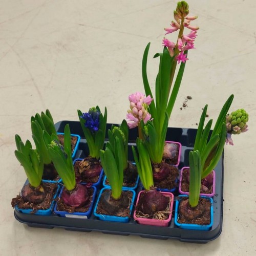 Hyacinthus mix - Hüatsint mix P7/0,25L